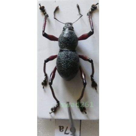 Metapocyrtus samarensis Schultze, 1925 male Philippines67a